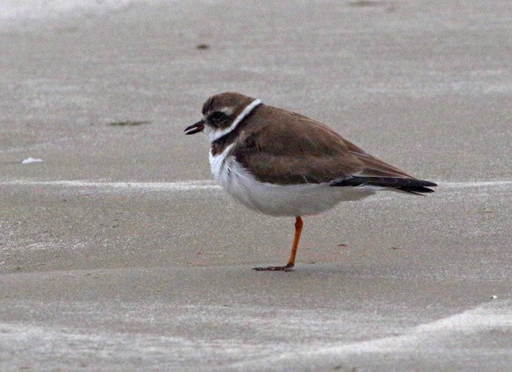 Semipalmated Plover - ML139604051