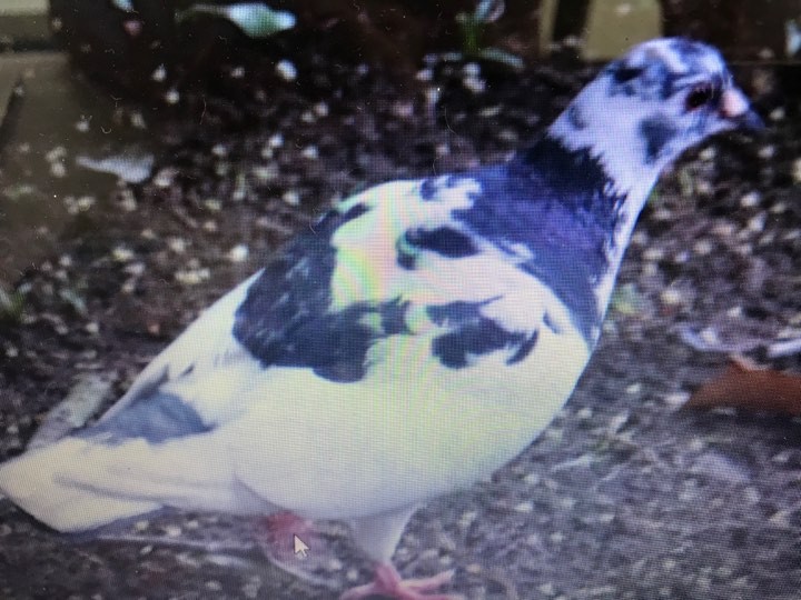 Rock Pigeon (Feral Pigeon) - ML139606911