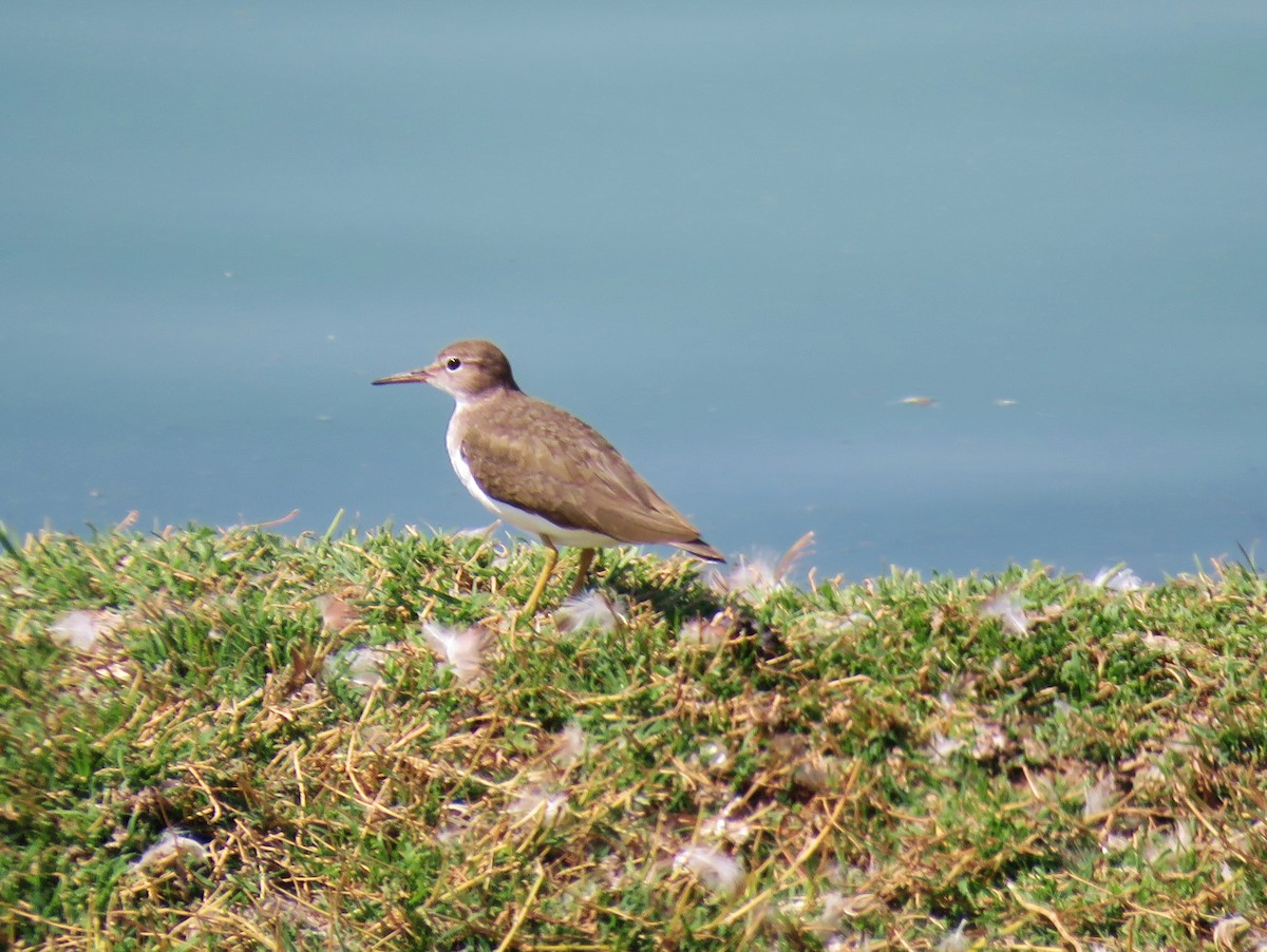 Spotted Sandpiper - Thomas Gibson