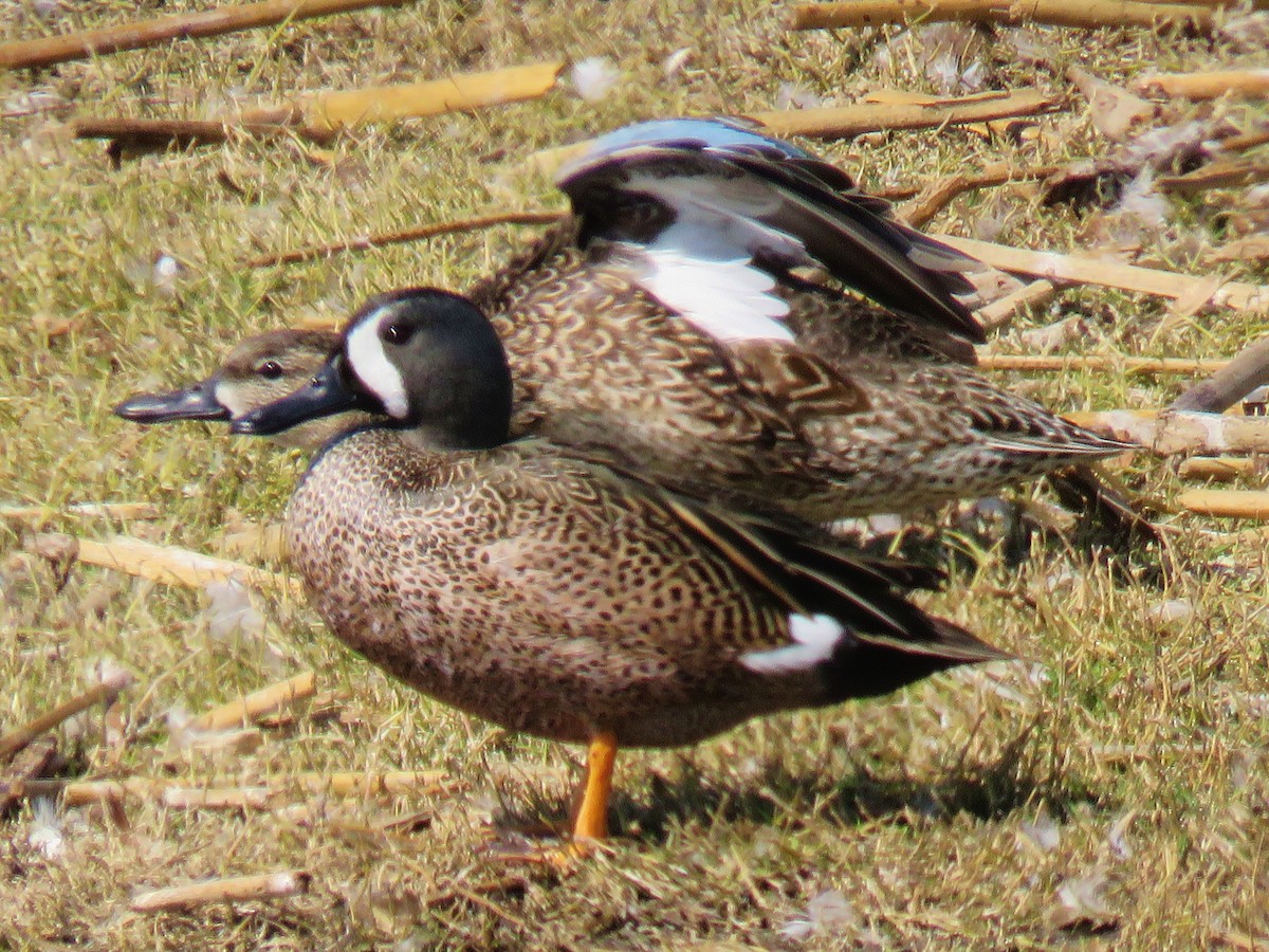 Blue-winged Teal - Thomas Gibson