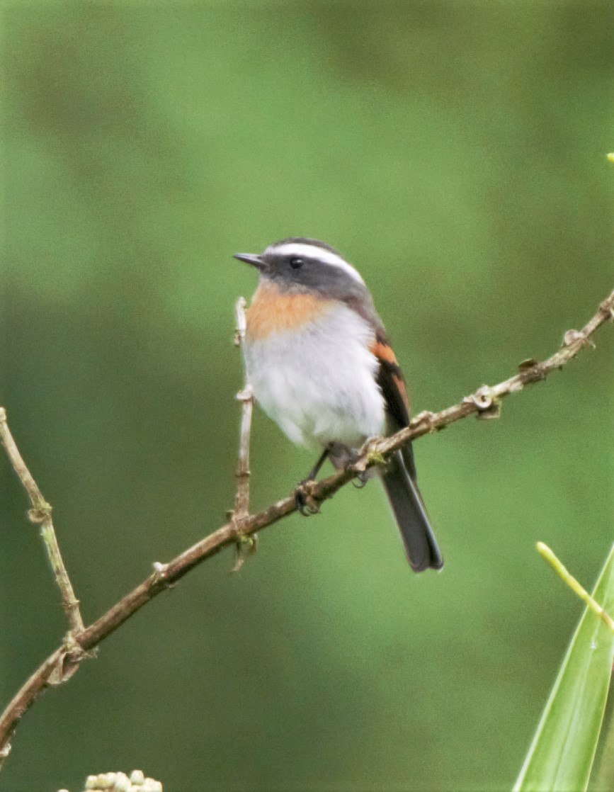 Rufous-breasted Chat-Tyrant - Sue Riffe