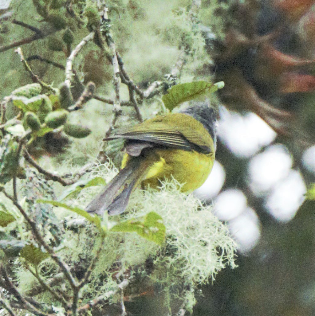 Gray-hooded Bush Tanager - Sue Riffe