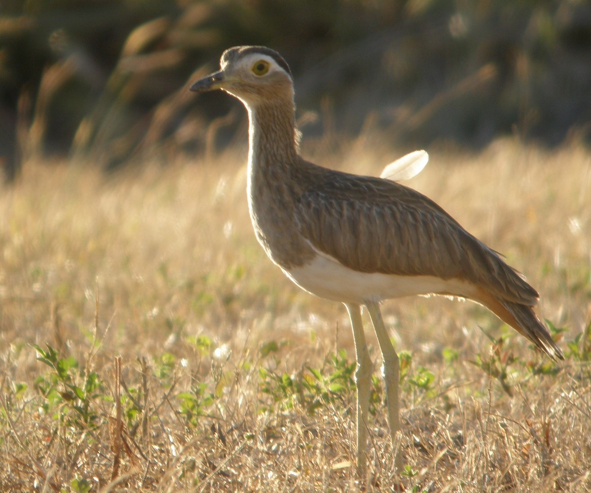 Double-striped Thick-knee - Steve Patmore