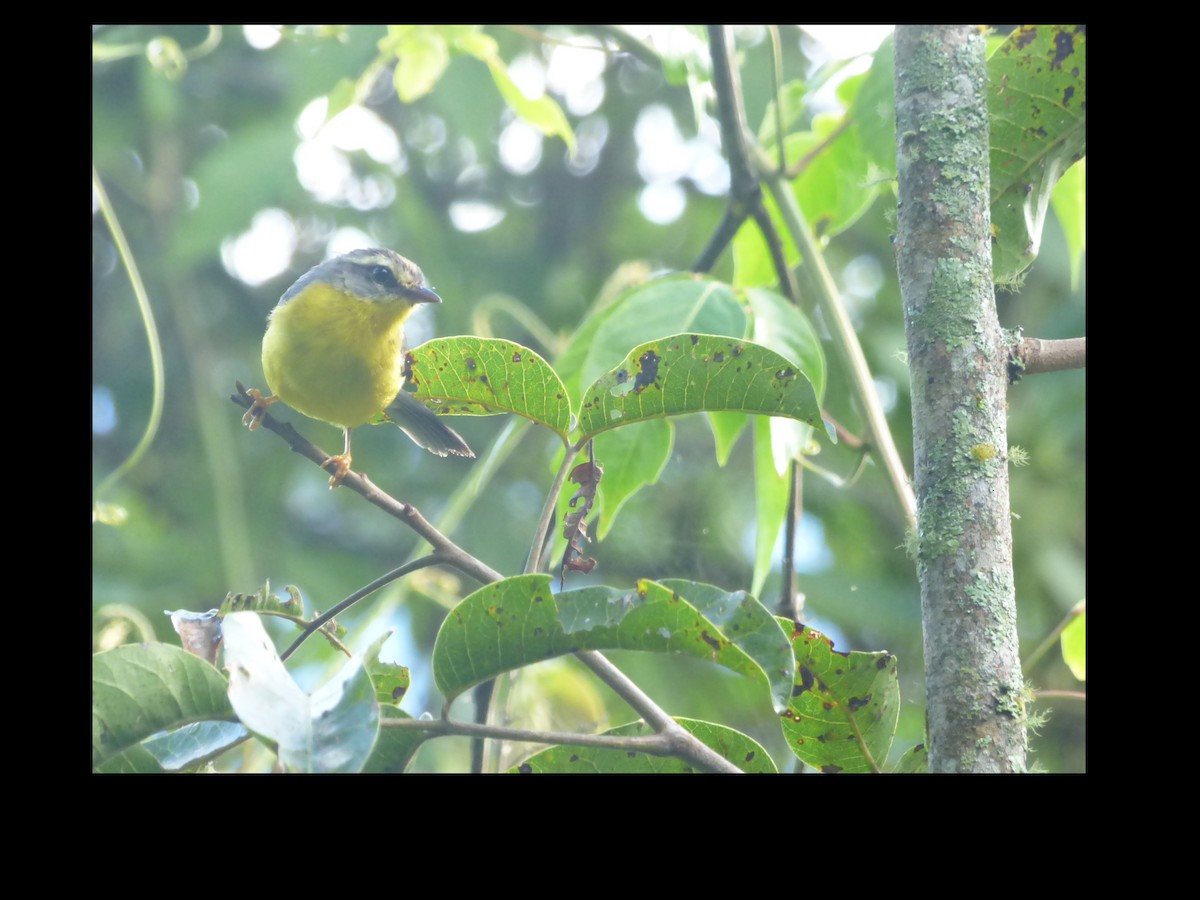 Golden-crowned Warbler - ML139611431