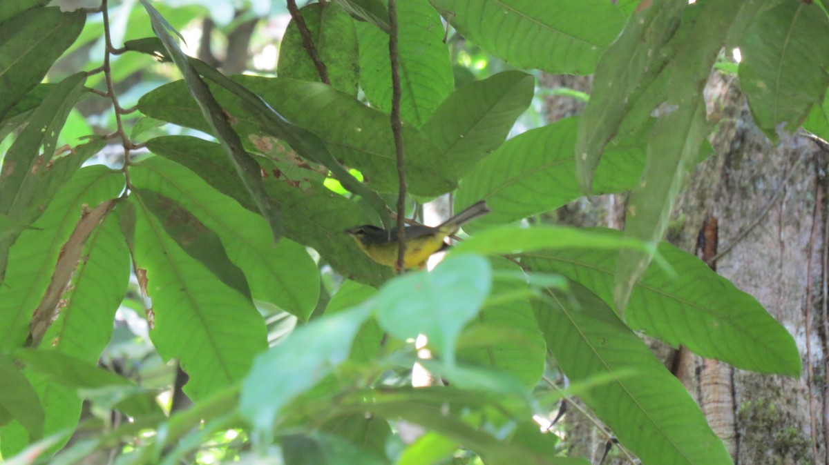 Golden-crowned Warbler - ML139612961