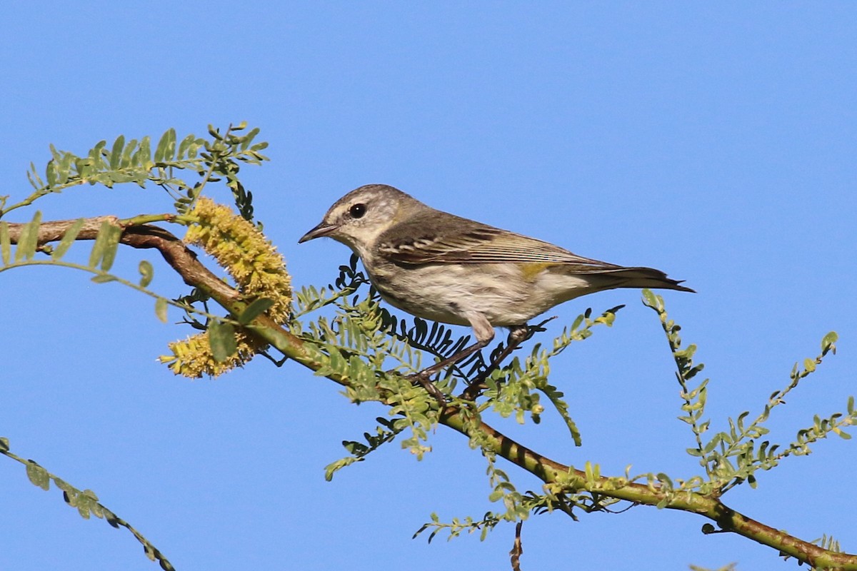 Cape May Warbler - ML139613341