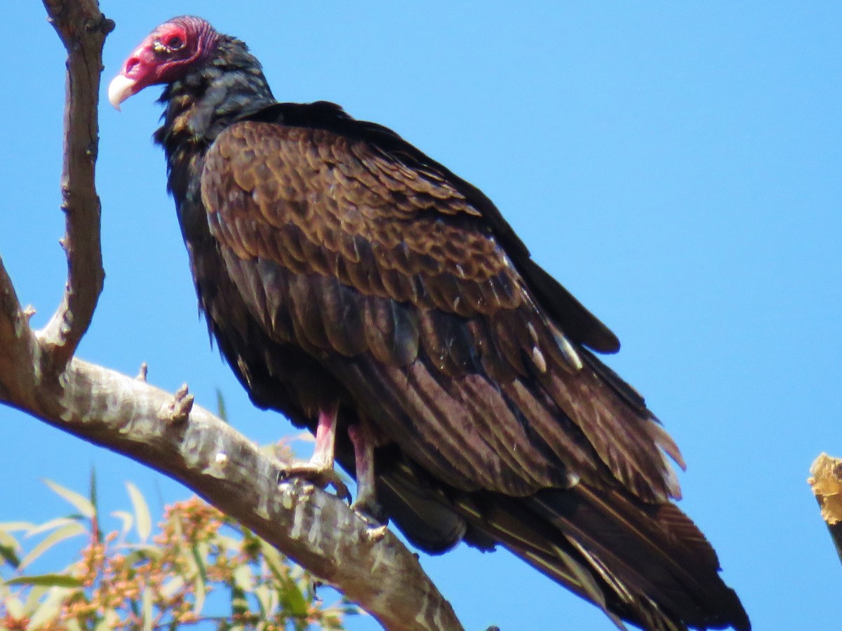 Turkey Vulture - ML139613901