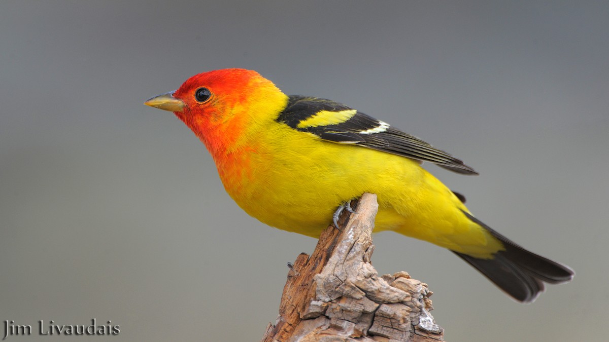 Western Tanager - ML139616011