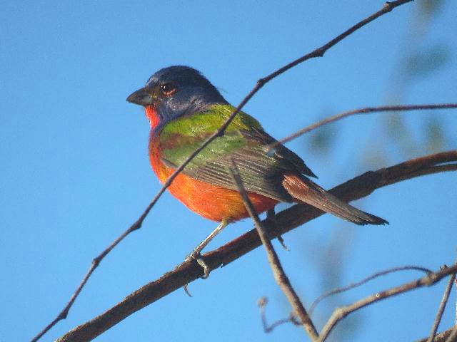 Painted Bunting - Roy E. Peterson