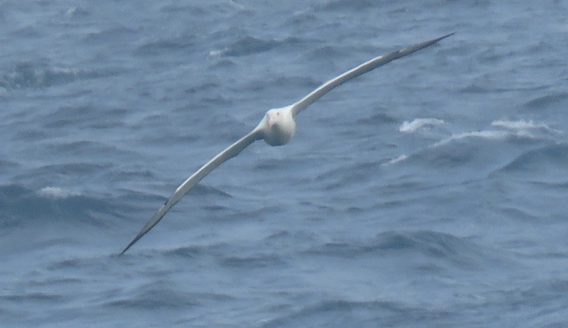 Northern/Southern Royal Albatross - ML139616331
