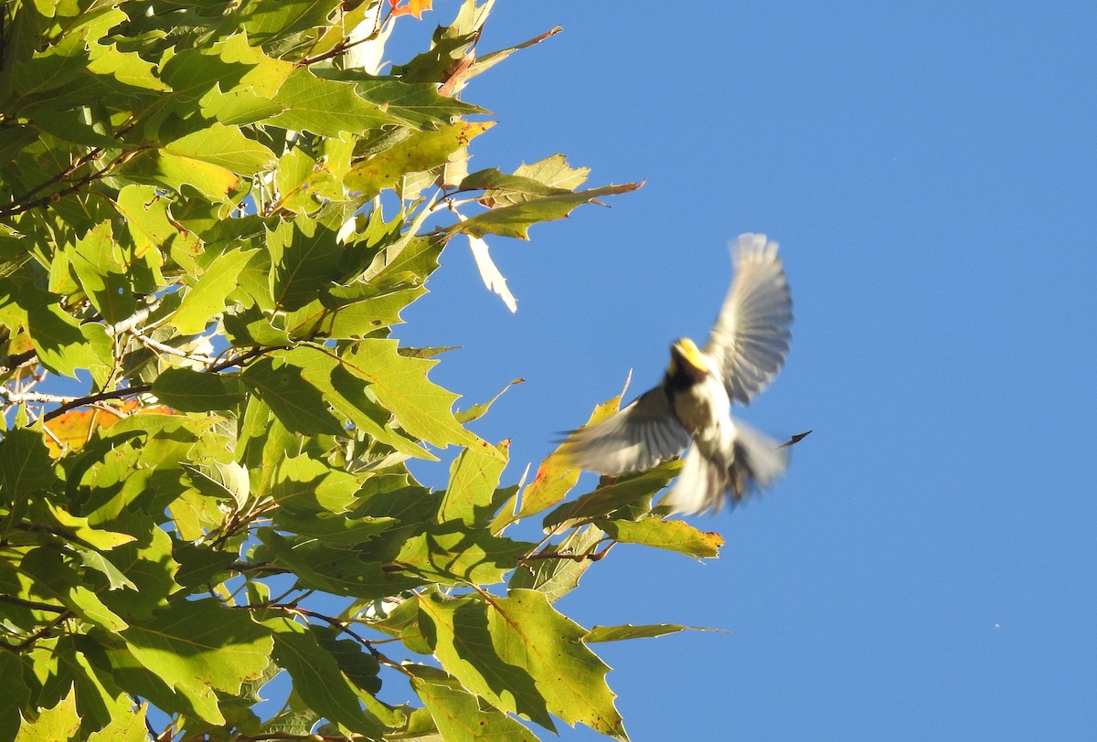 Golden-cheeked Warbler - Rudy Botzoc @ChileroBirding