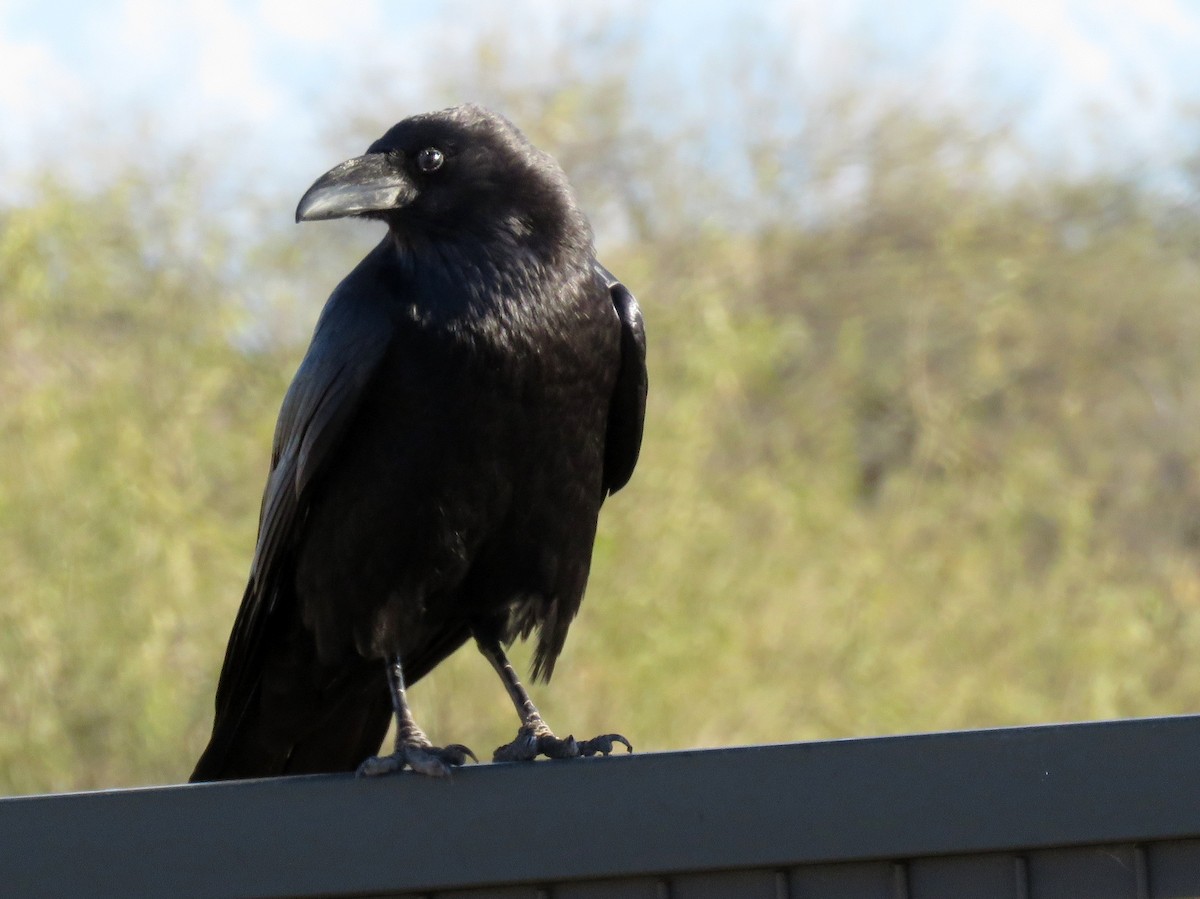 Chihuahuan Raven - ML139619011