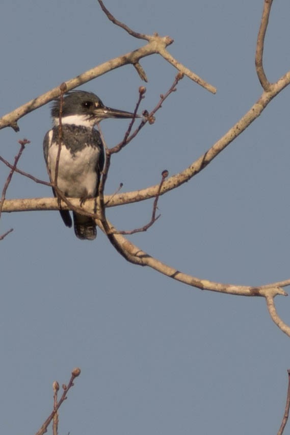 Belted Kingfisher - ML139619601