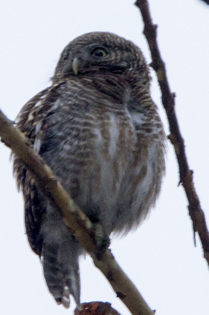 Spotted Owlet - VINIT RAU