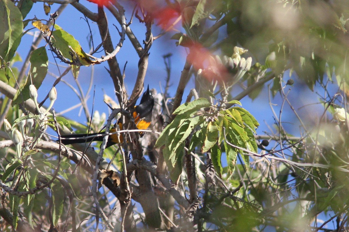 Black-vented Oriole - Larry Therrien