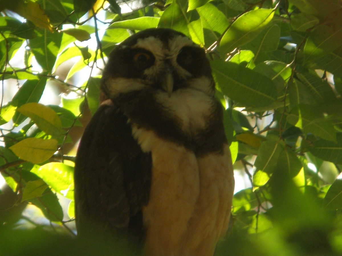 Spectacled Owl - Steve Patmore