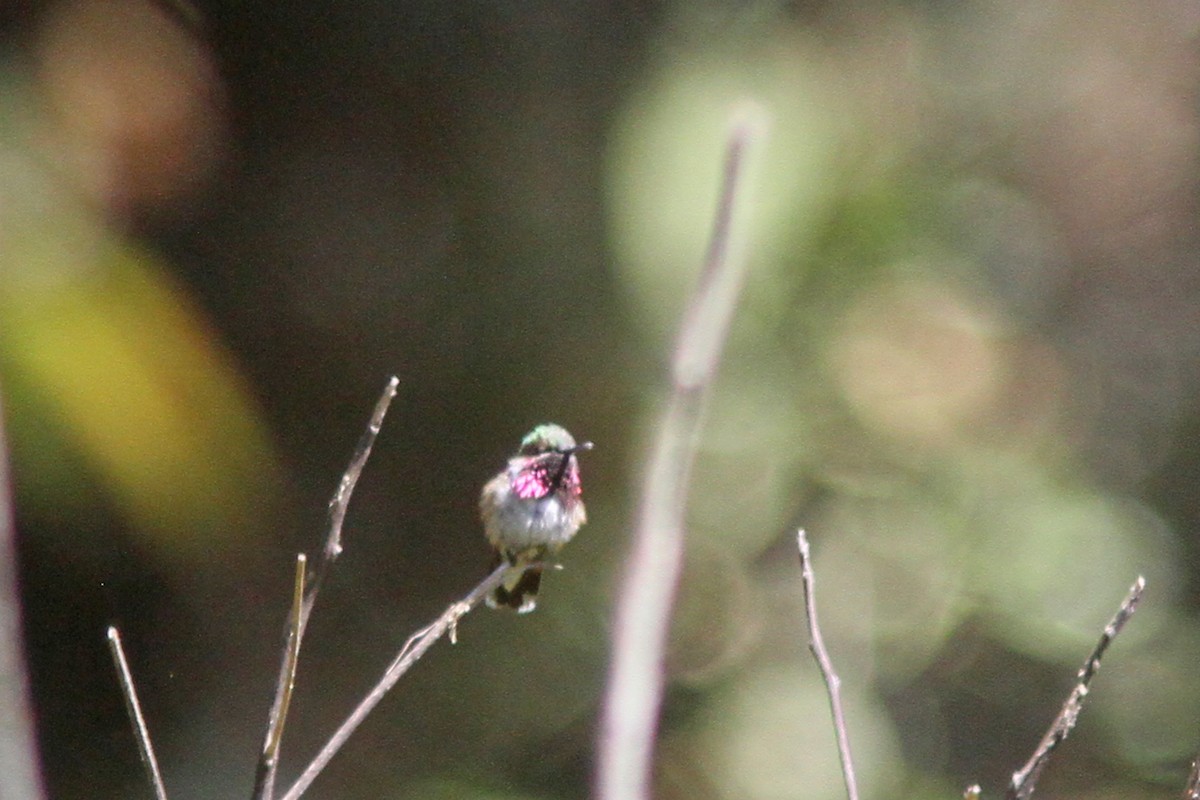 Bumblebee Hummingbird - ML139624721