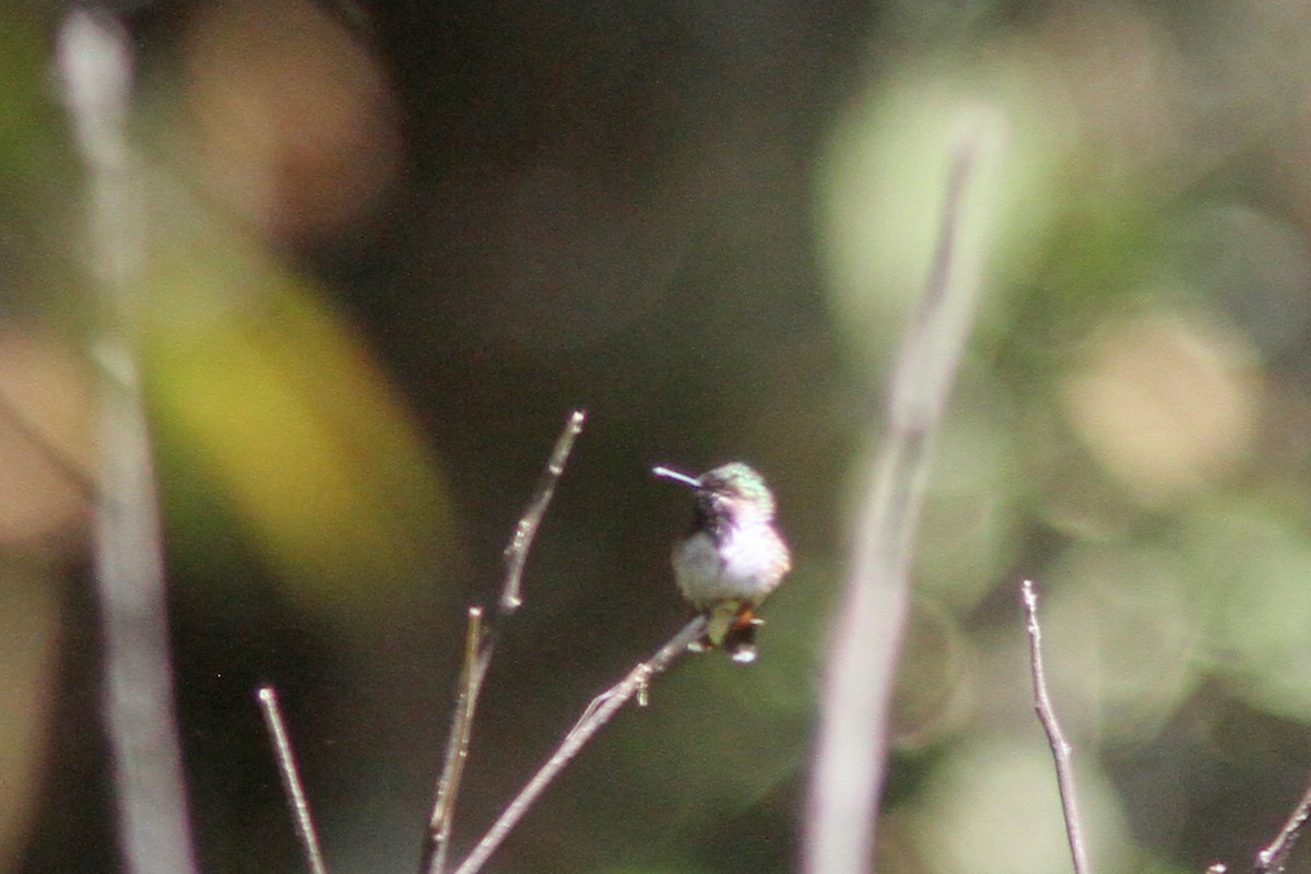 Bumblebee Hummingbird - ML139624731