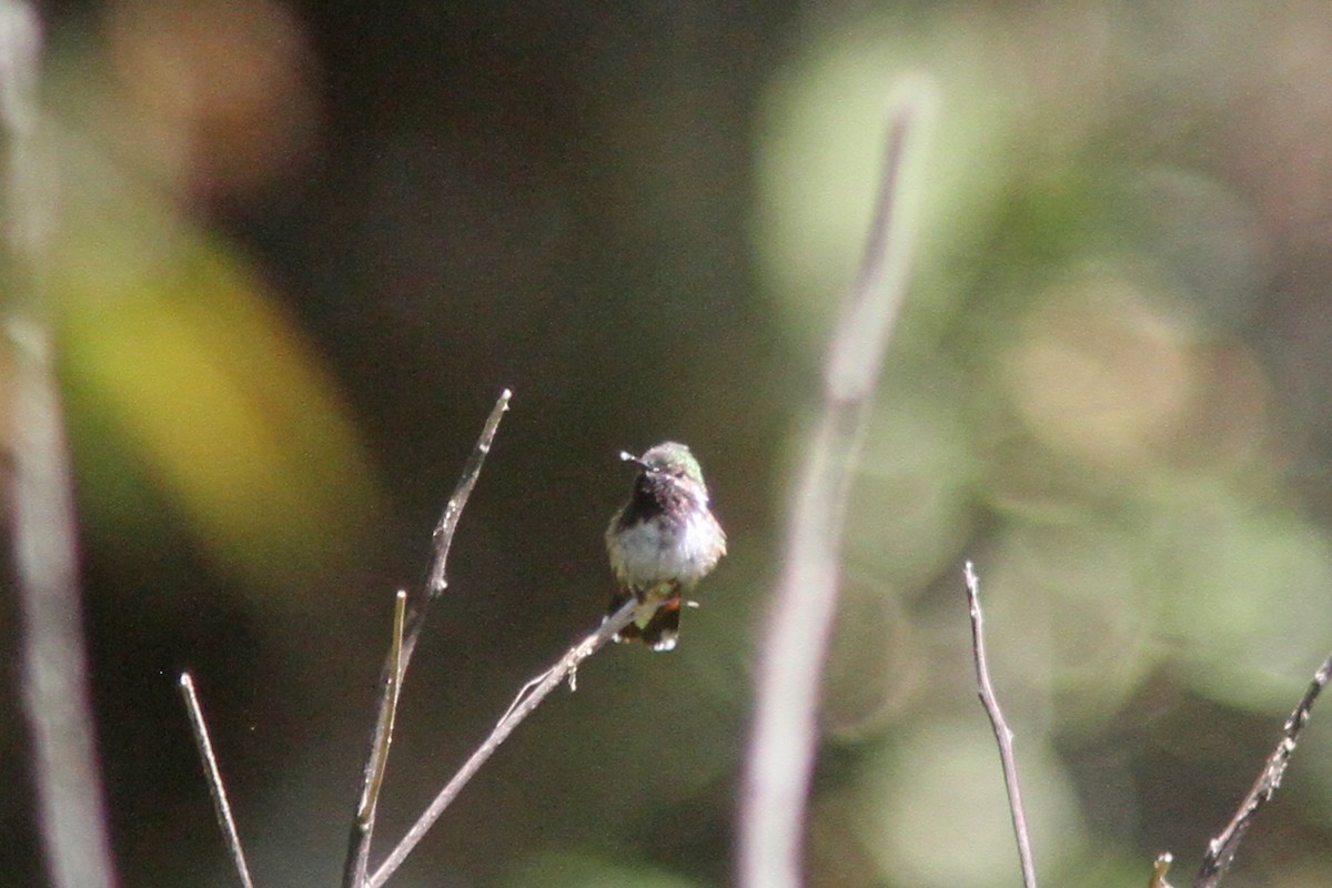 Bumblebee Hummingbird - ML139624741