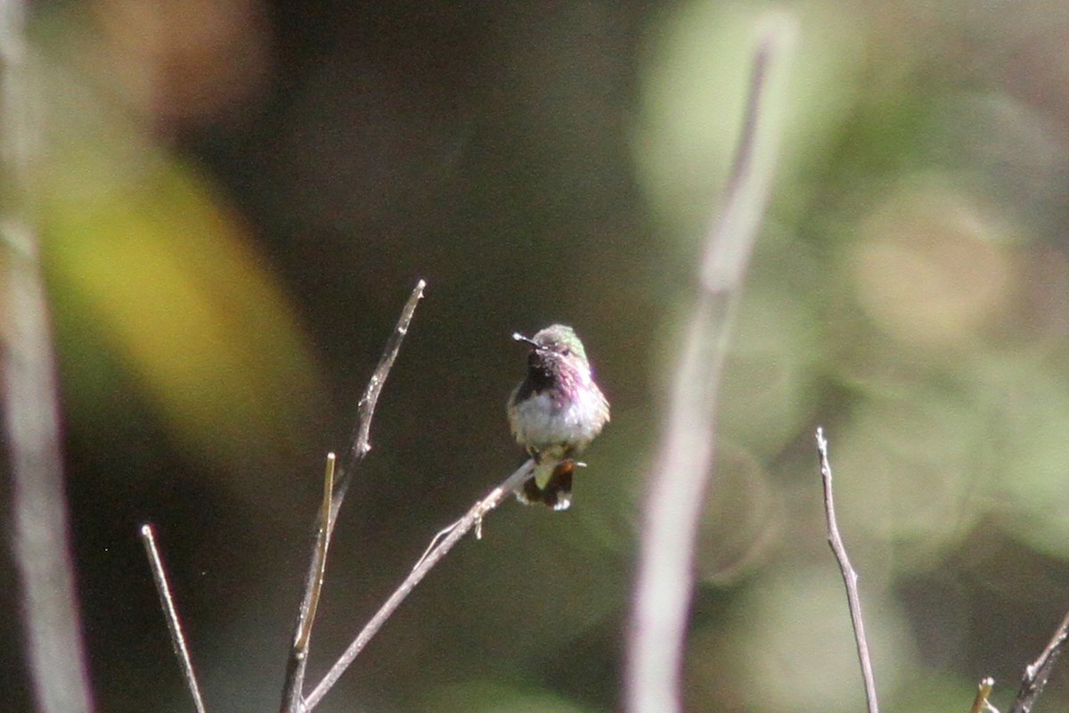 Bumblebee Hummingbird - ML139624761