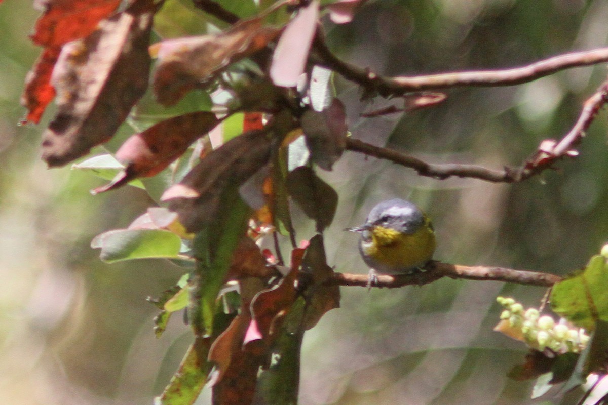 Crescent-chested Warbler - ML139624821