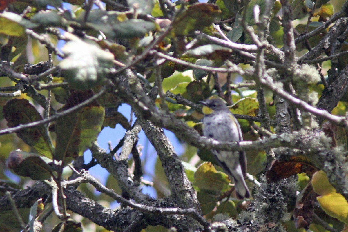 Yellow-rumped Warbler (Audubon's) - ML139624891