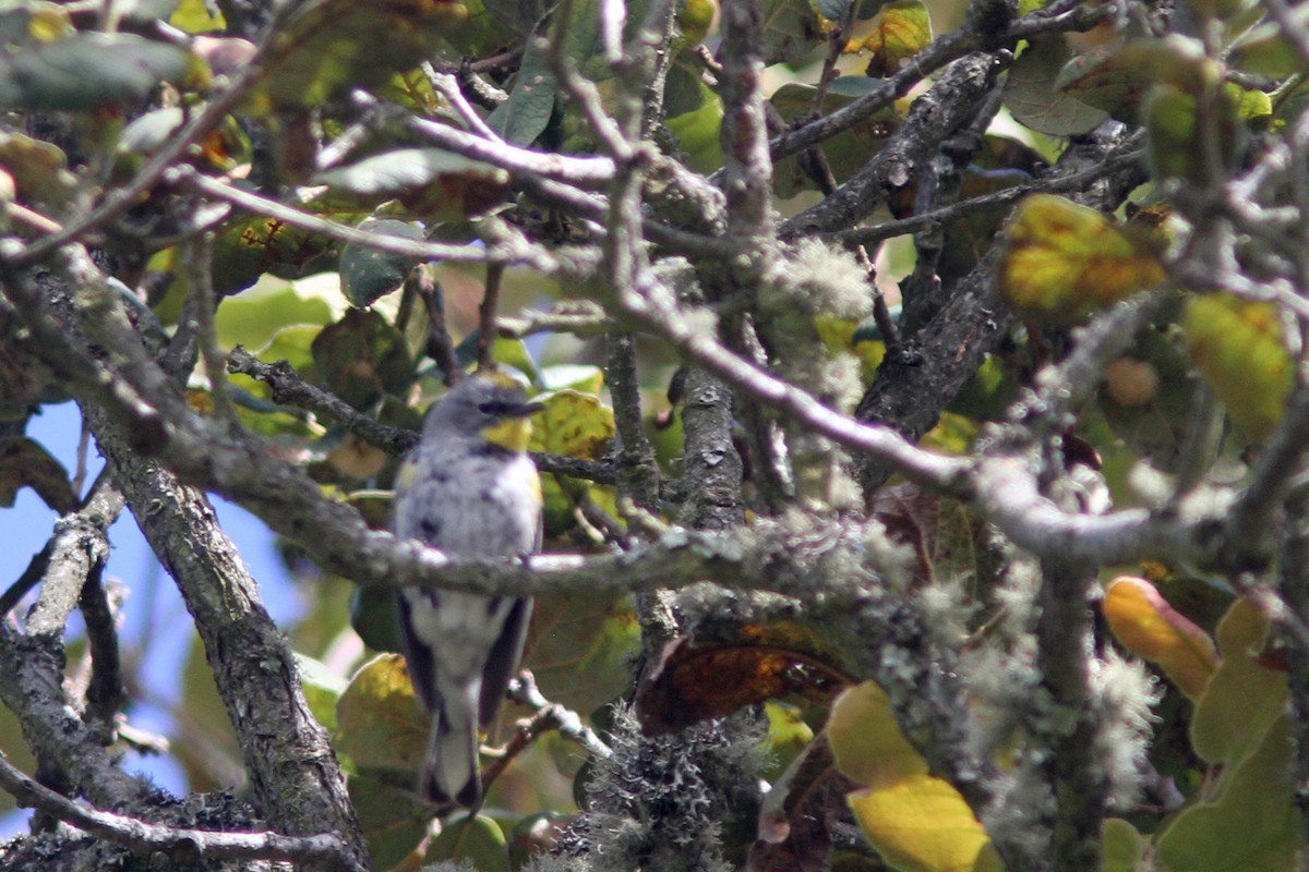 Yellow-rumped Warbler (Audubon's) - Larry Therrien