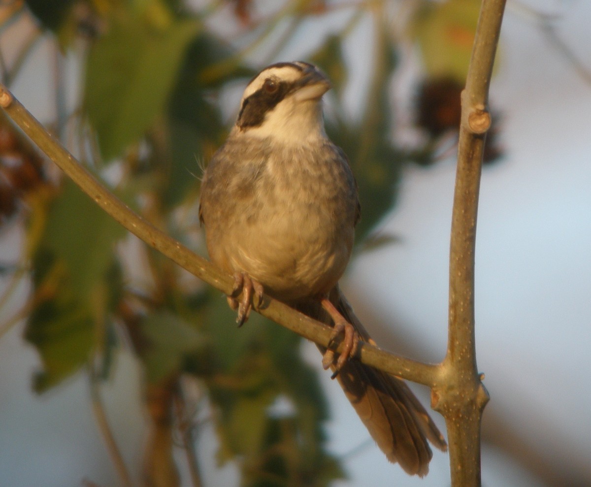 Stripe-headed Sparrow - Steve Patmore