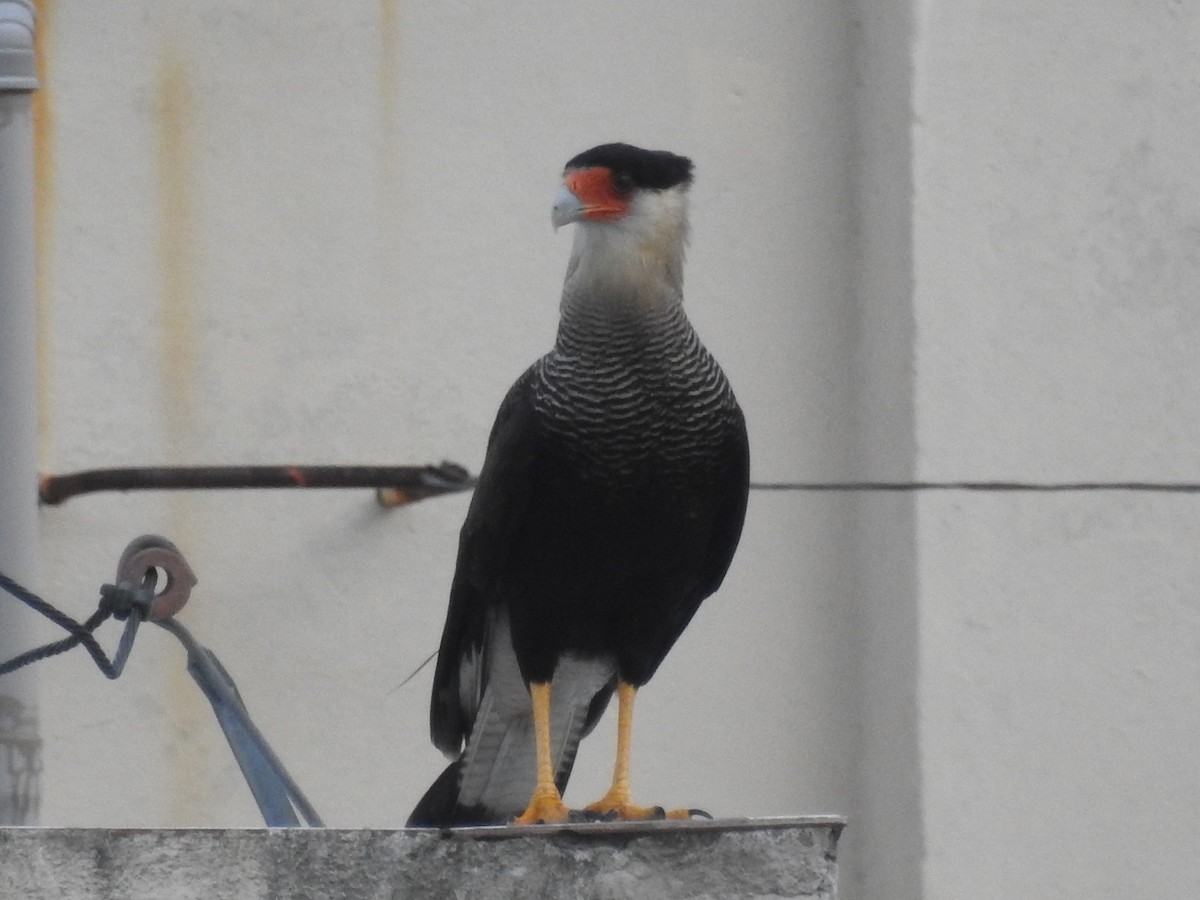 Crested Caracara (Southern) - Thays Hungria