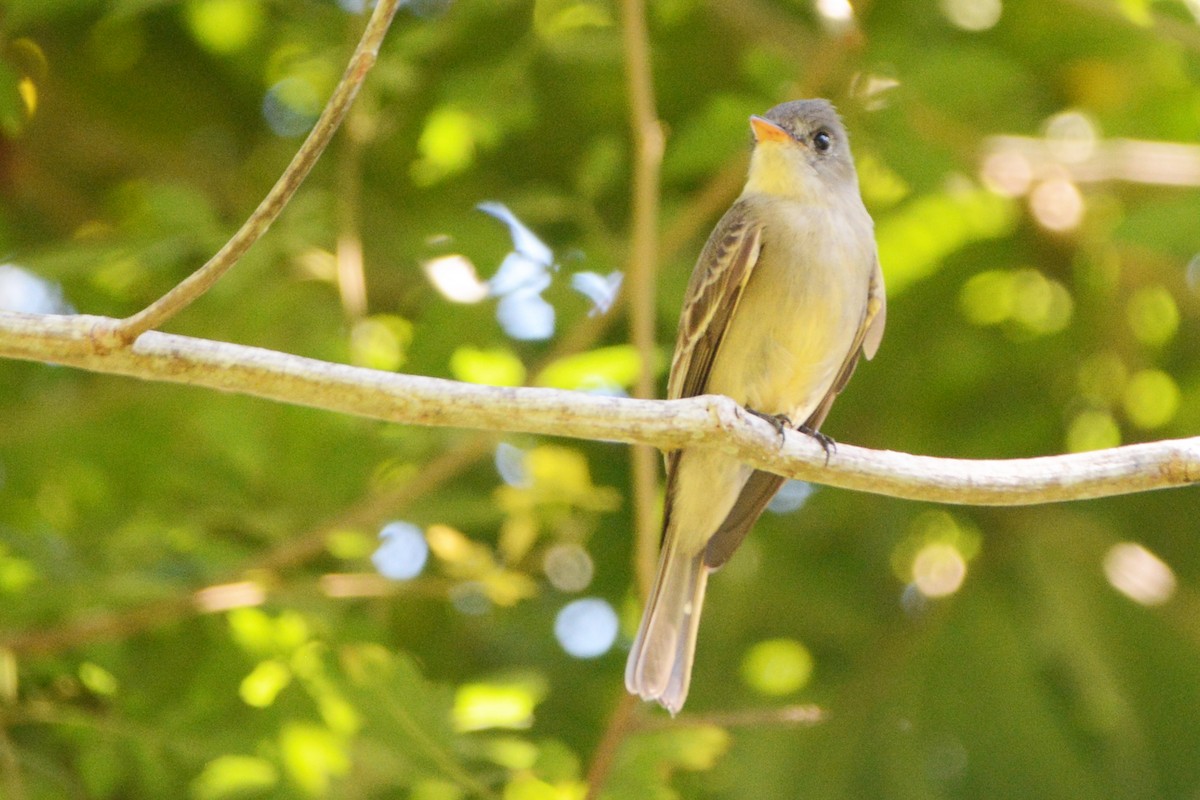 Greater Pewee - ML139632861