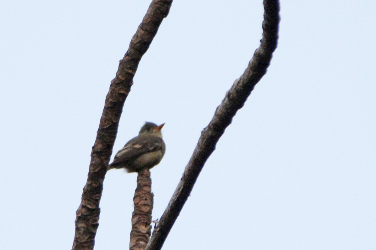Greater Pewee - ML139632931