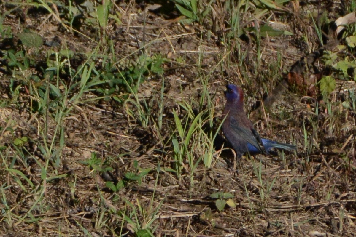 Varied Bunting - Marie O'Neill