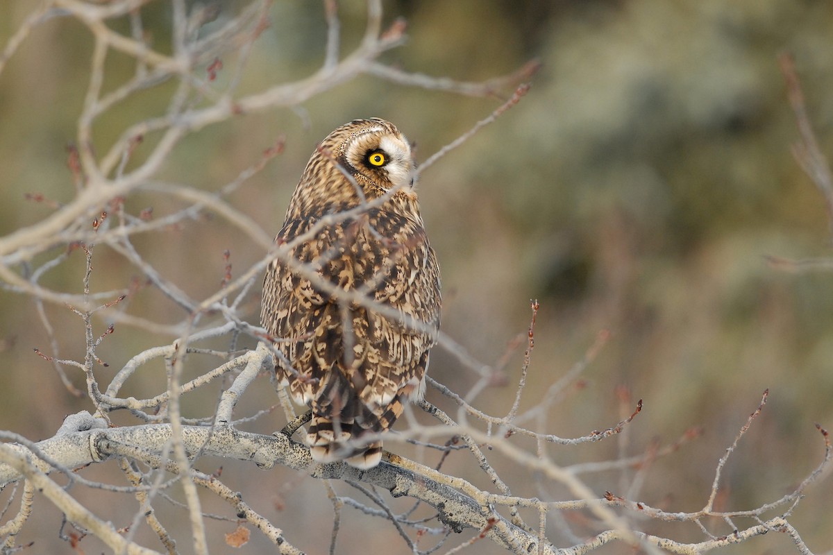 Short-eared Owl - ML139633691