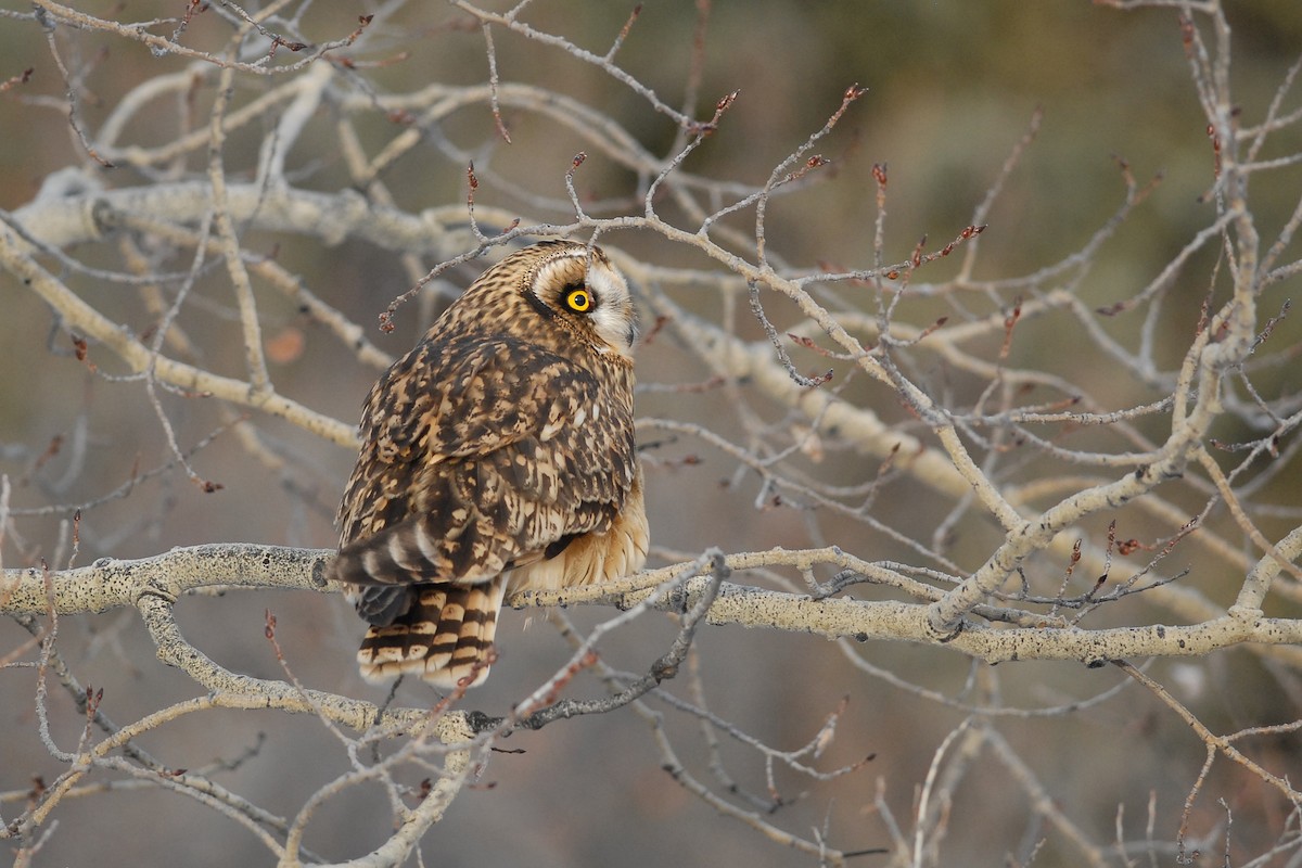 Short-eared Owl - ML139633711
