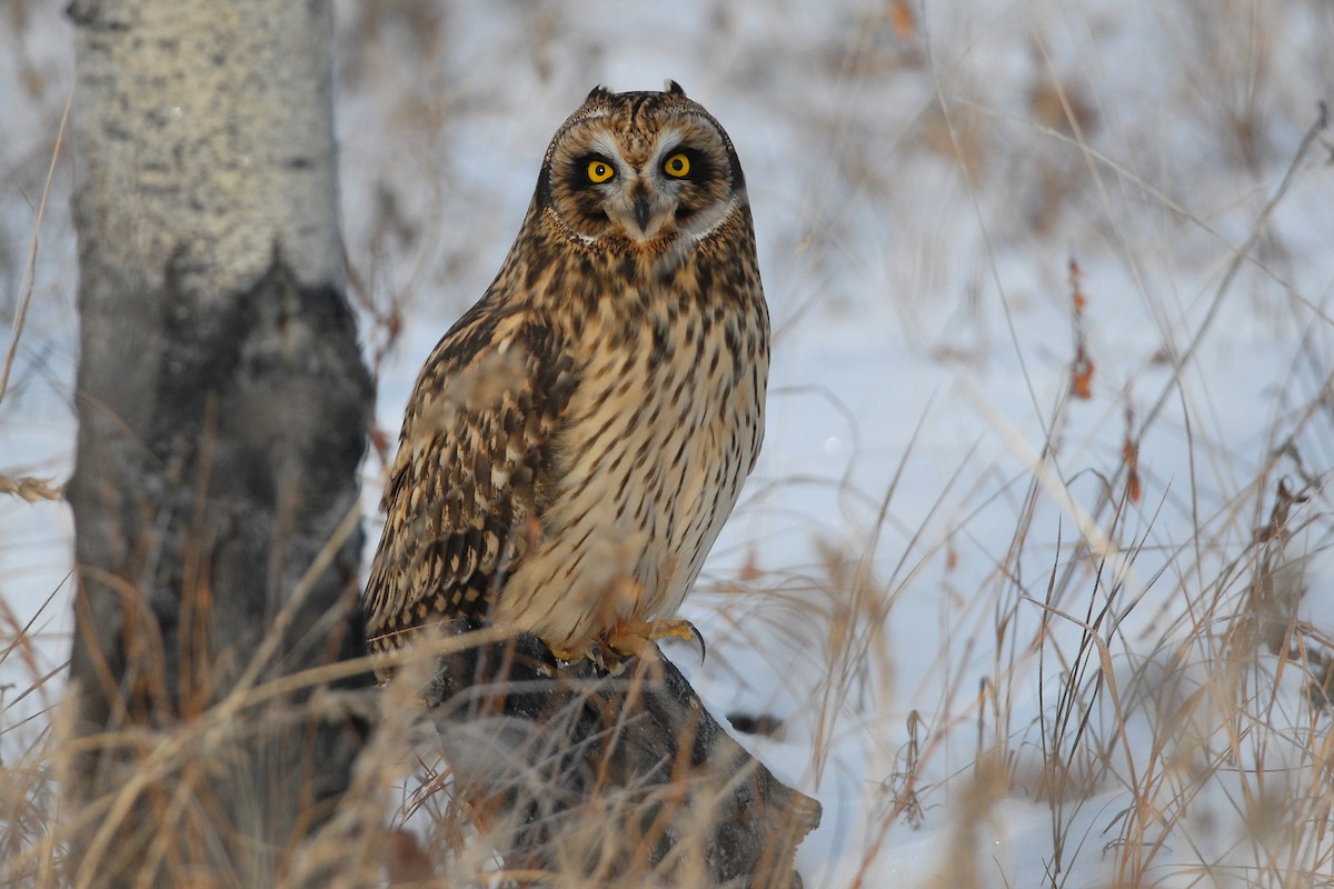 Short-eared Owl - ML139633721