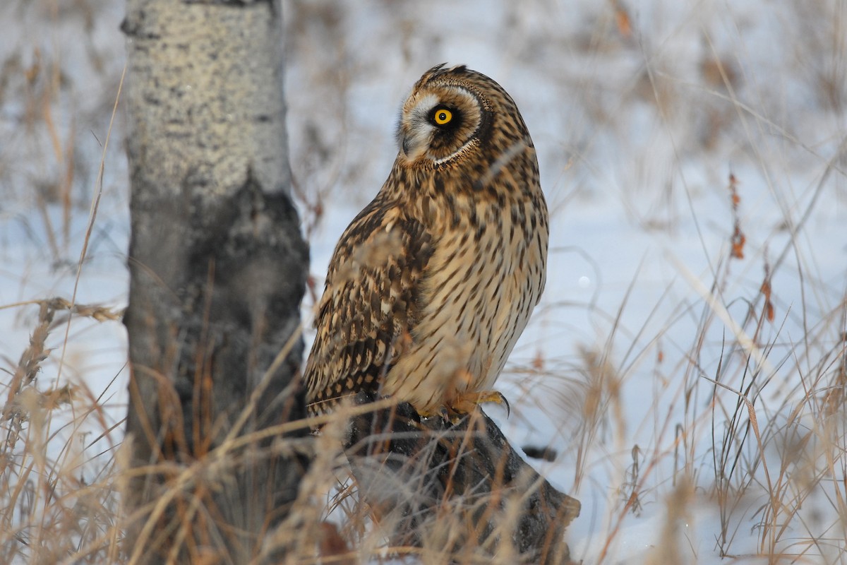 Short-eared Owl - ML139633741