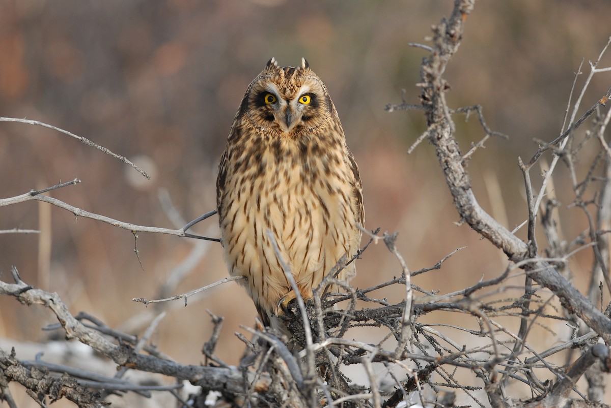 Short-eared Owl - ML139633781