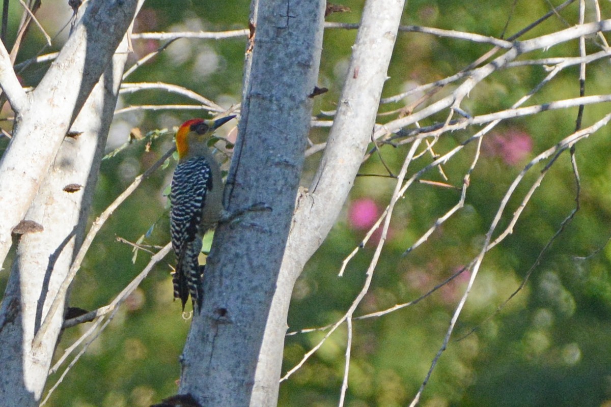 Golden-cheeked Woodpecker - ML139633851