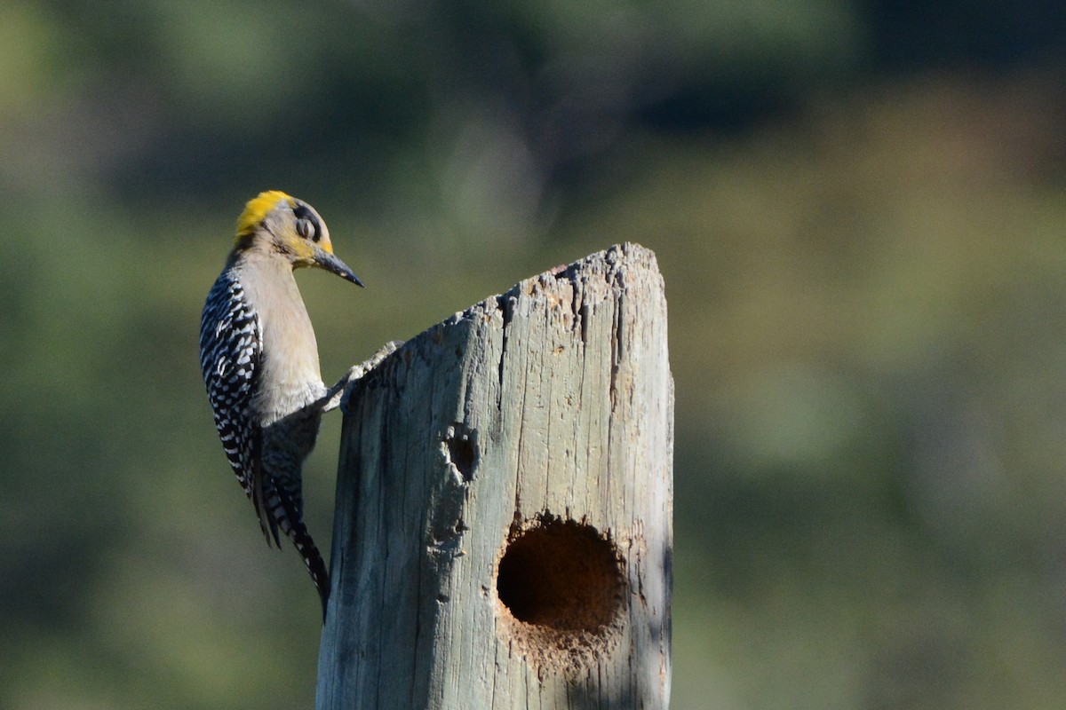 Golden-cheeked Woodpecker - ML139633881
