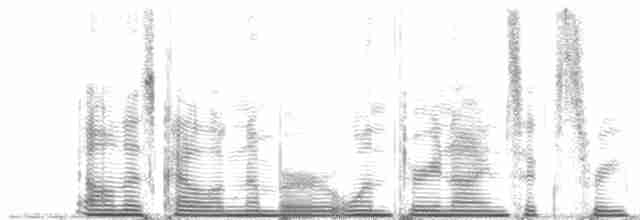Синелицый медосос - ML139634