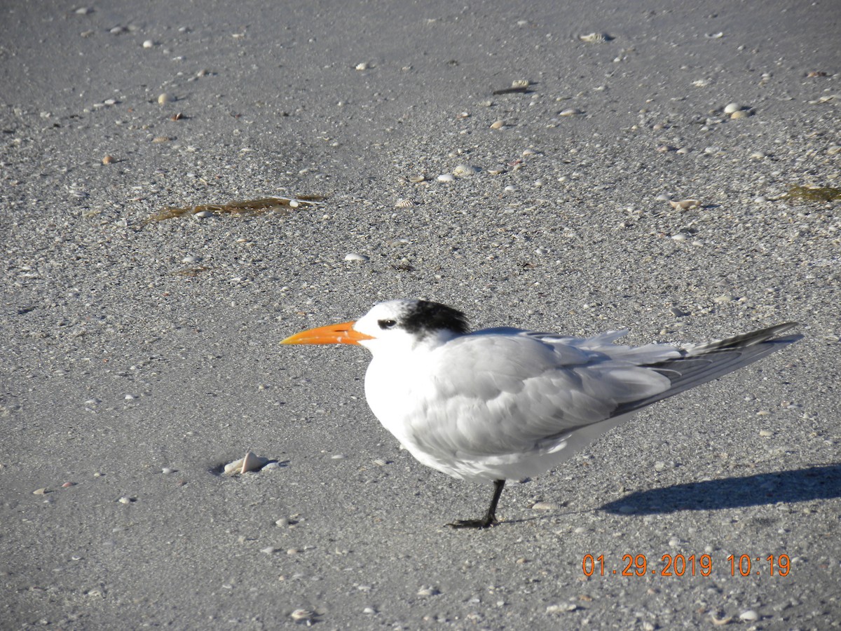 Royal Tern - Cloyce Hedge