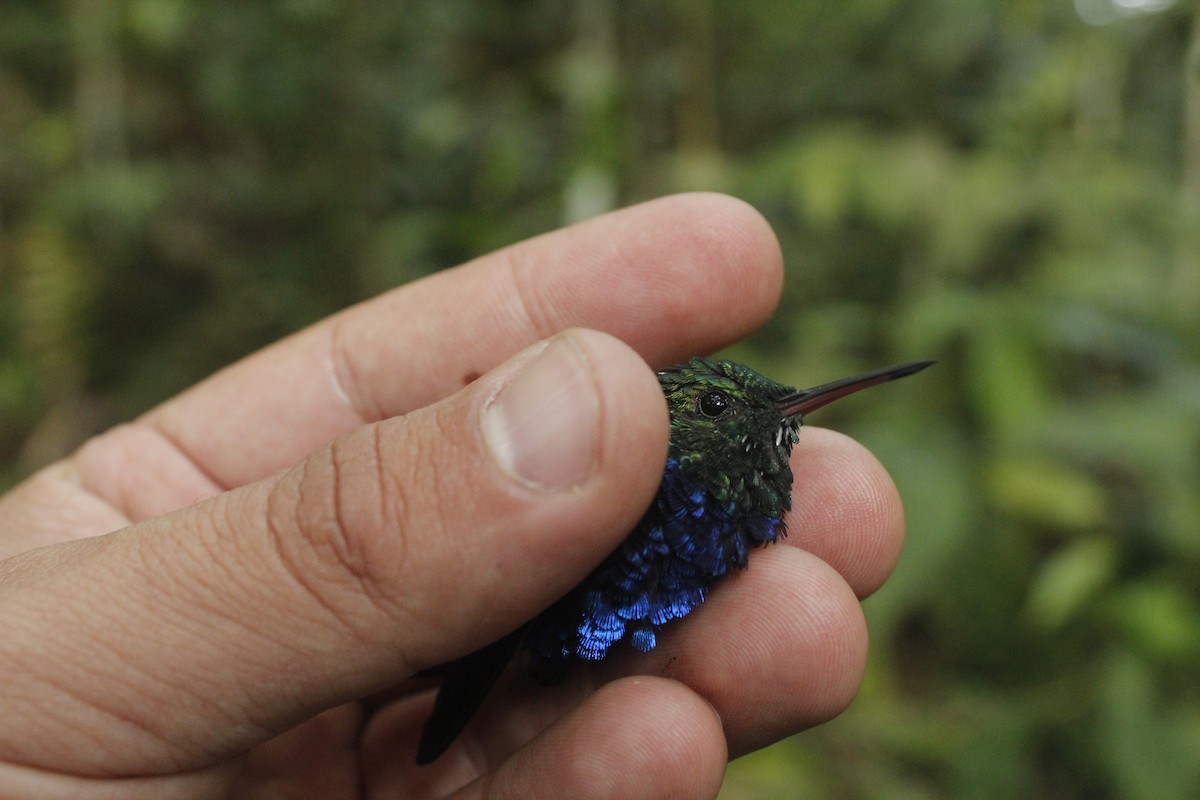Violet-bellied Hummingbird - ML139634681