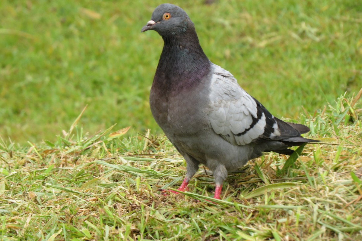 Rock Pigeon (Feral Pigeon) - ML139634691