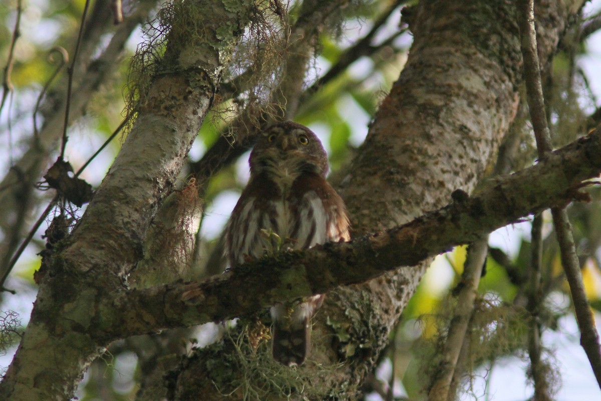 Tamaulipas Pygmy-Owl - ML139634721
