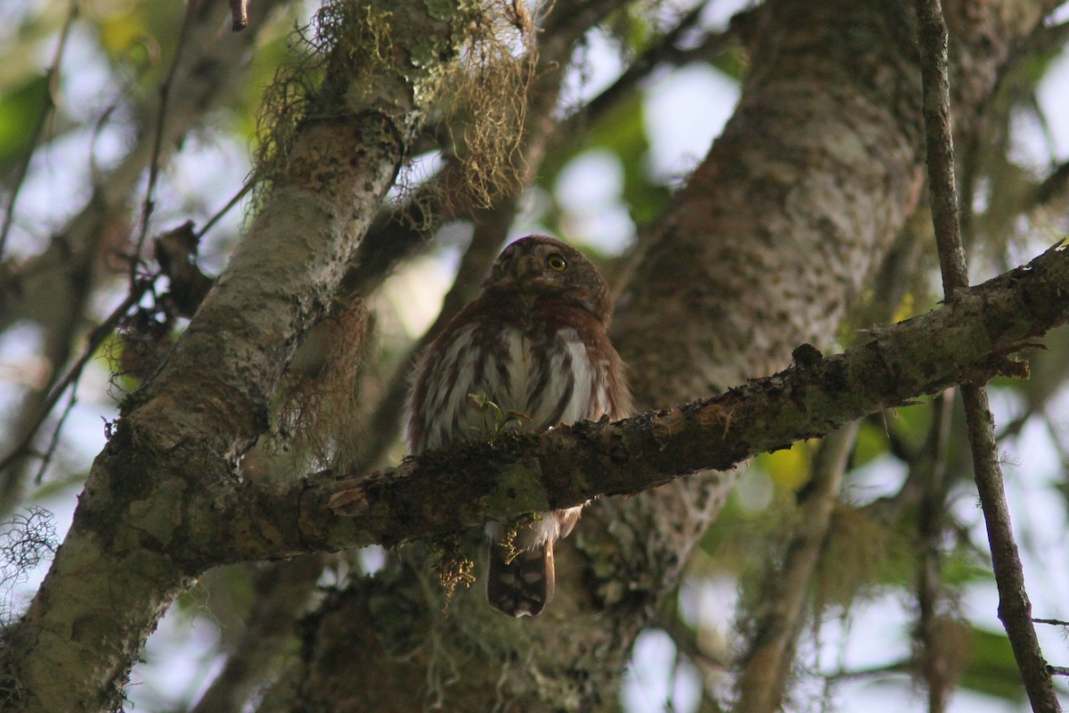 Tamaulipas Pygmy-Owl - ML139634741