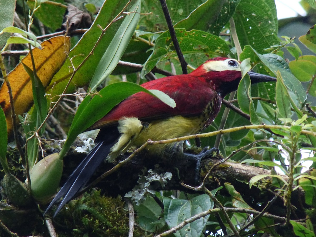Crimson-mantled Woodpecker - ML139634991