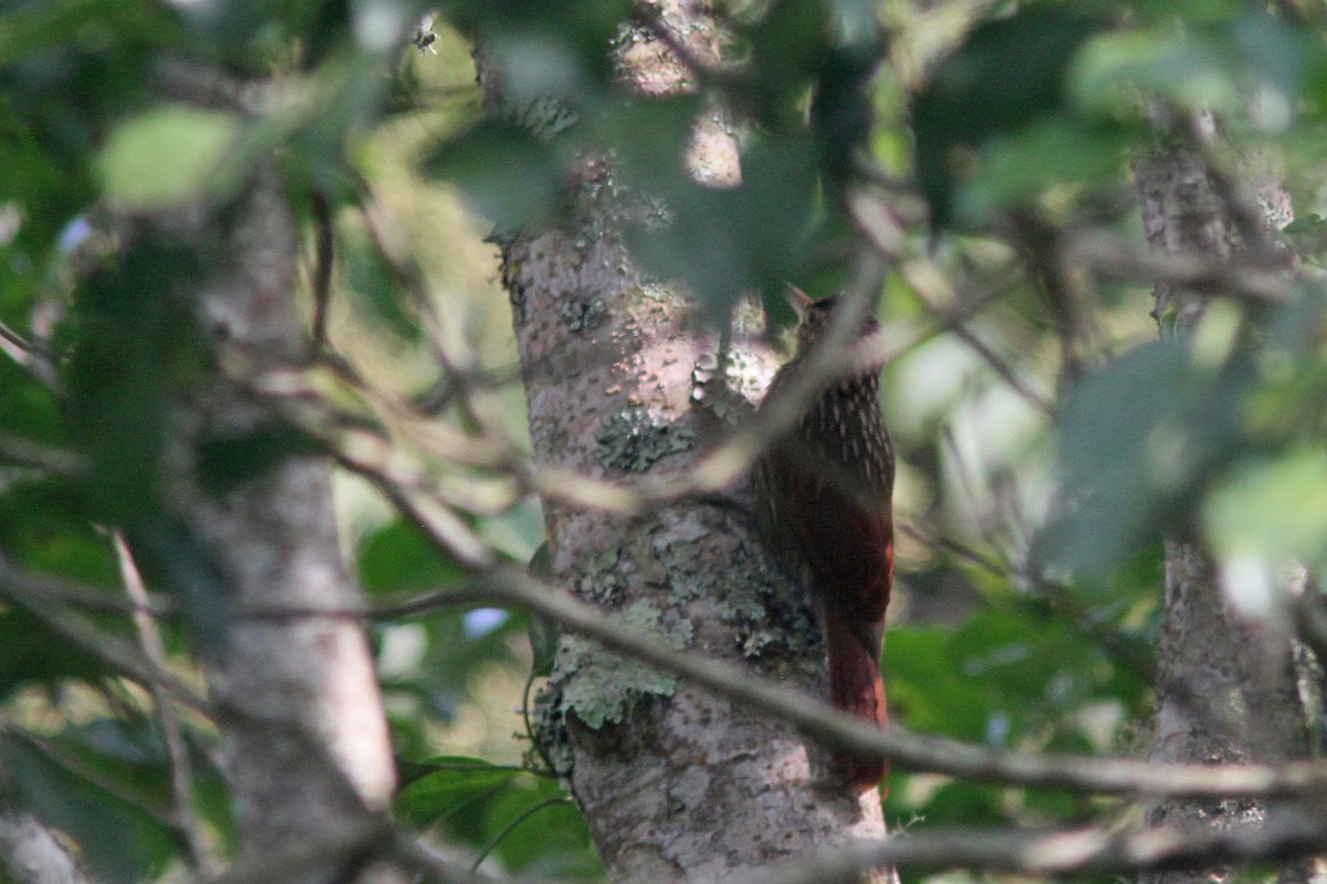 Ivory-billed Woodcreeper - Larry Therrien