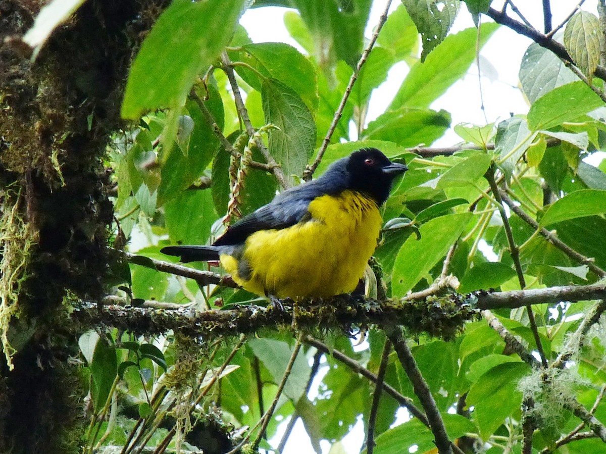 Hooded Mountain Tanager - ML139635171
