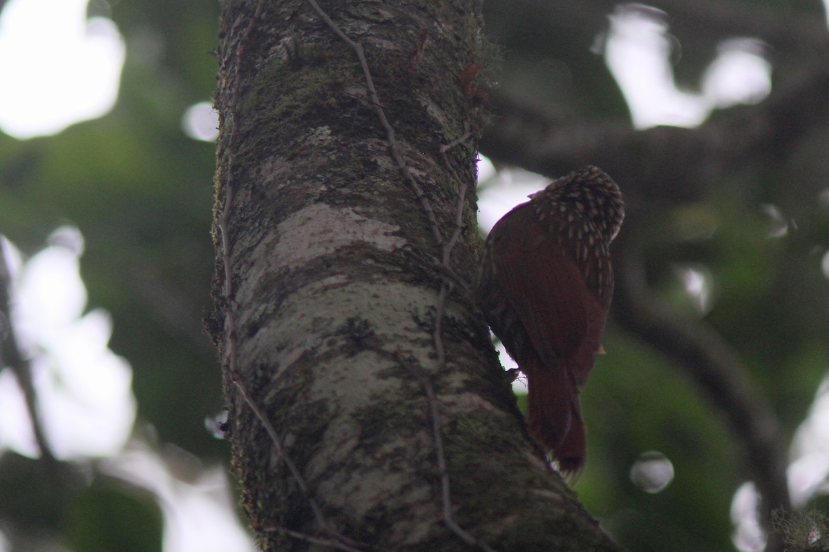 Ivory-billed Woodcreeper - Larry Therrien