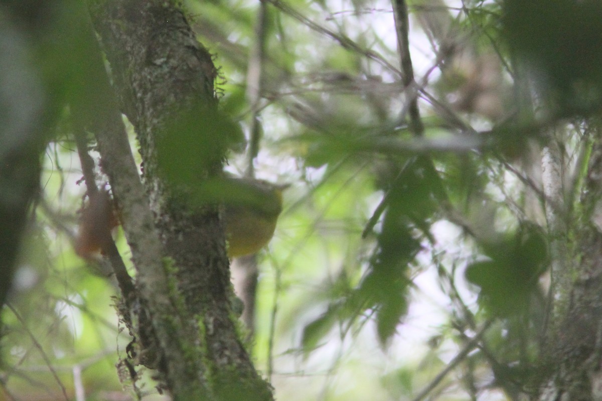 Golden-crowned Warbler (Stripe-crowned) - Larry Therrien